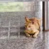 kojizzz