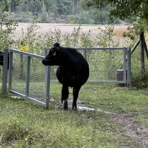 Kärsön