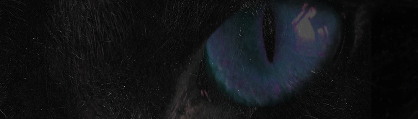 Black Cat — Bars & Clubs in Rio de Janeiro