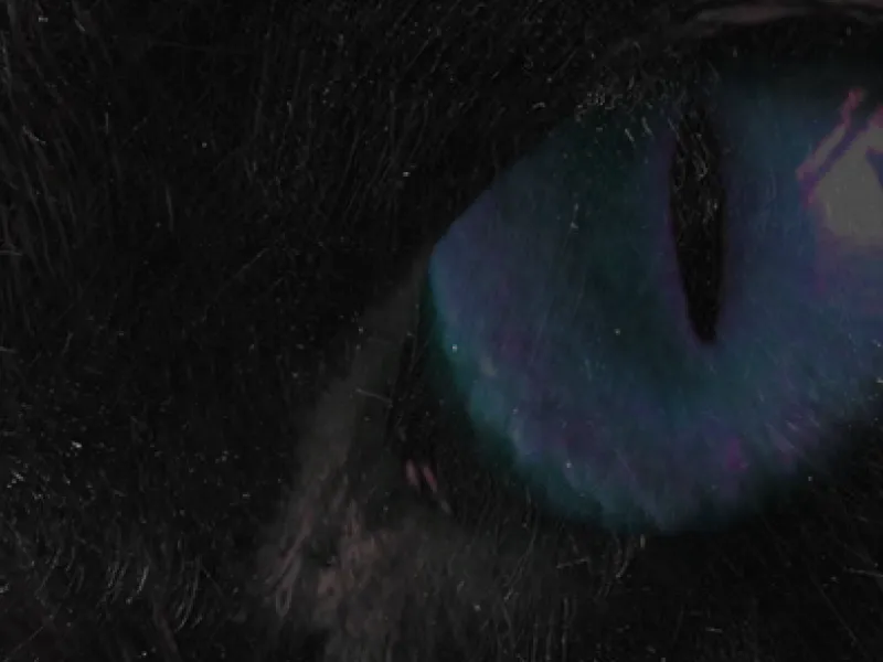 Black Cat — Bars & Clubs in Rio de Janeiro