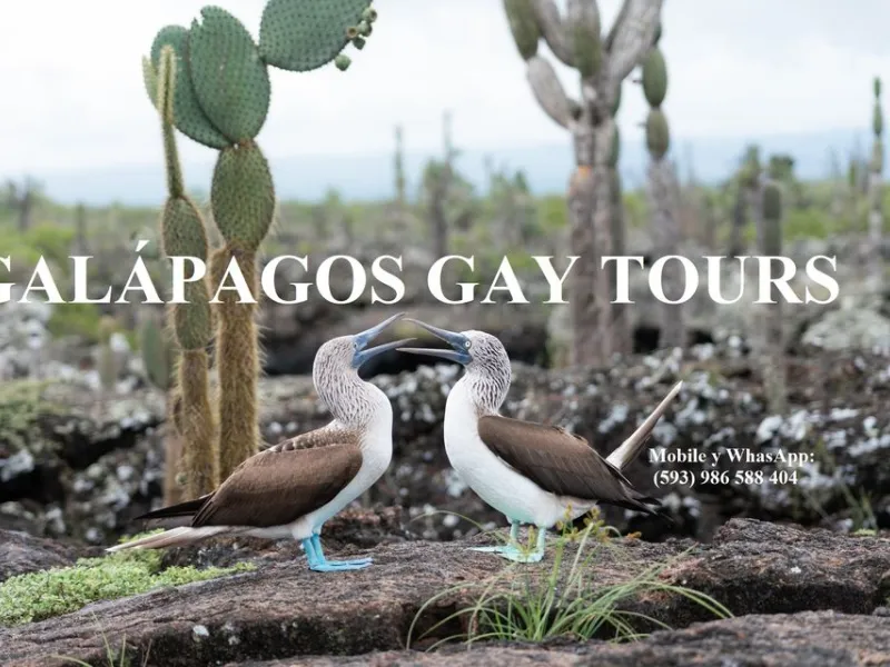 Galápagos GAY Tours — Things to do in Quito