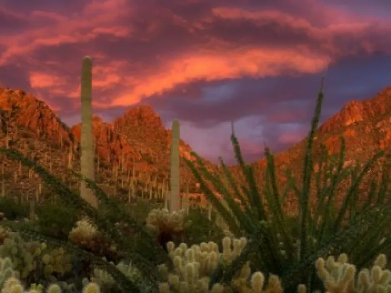 Alliance Fund — Organizations in Tucson