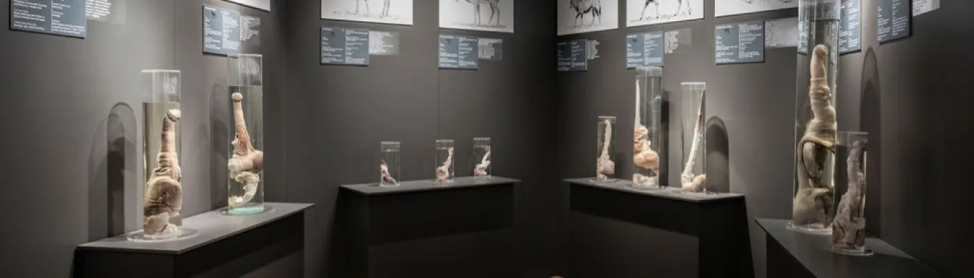 The Icelandic Phallological Museum (Hið Íslenzka Reðasafn) — Things to do in Reykjavik