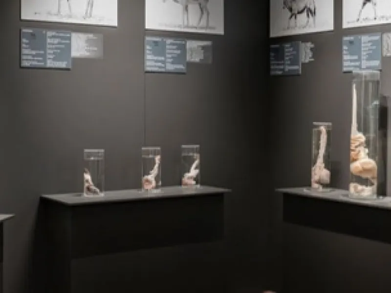 The Icelandic Phallological Museum (Hið Íslenzka Reðasafn) — Things to do in Reykjavik