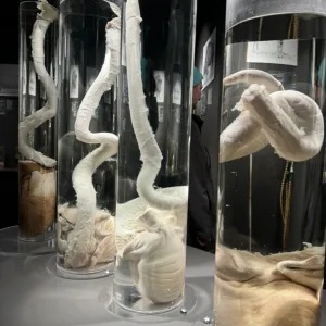 The Icelandic Phallological Museum (Hið Íslenzka Reðasafn)