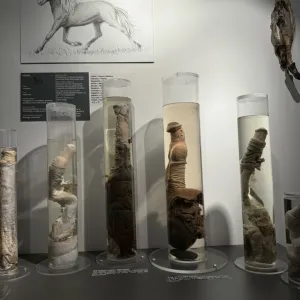 The Icelandic Phallological Museum (Hið Íslenzka Reðasafn)