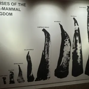 The Icelandic Phallological Museum (Hið Íslenzka Reðasafn)